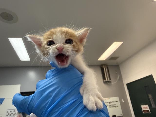 Adoptable Cat