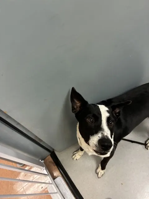 Adoptable Dog