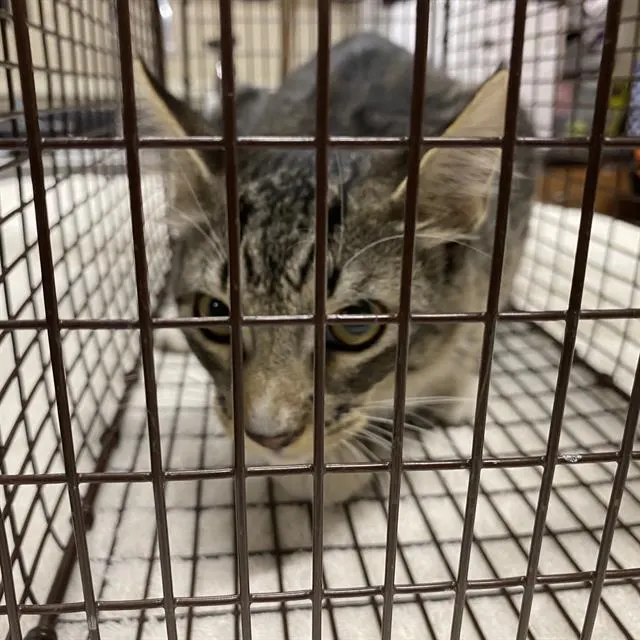 Adoptable Cat