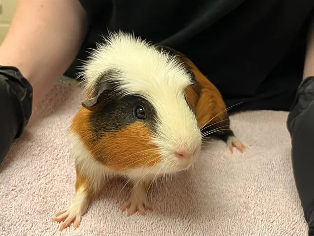 Oreo
