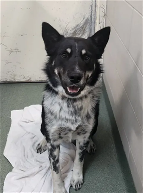 Adoptable Dog