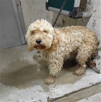 Adoptable Dog