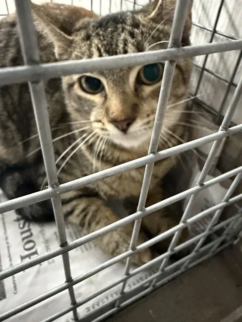 Adoptable Cat
