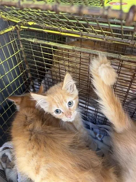 Cinnamon