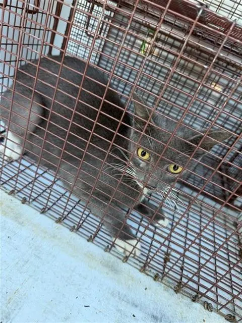 Adoptable Cat