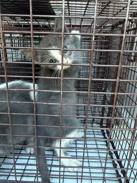 Adoptable Cat