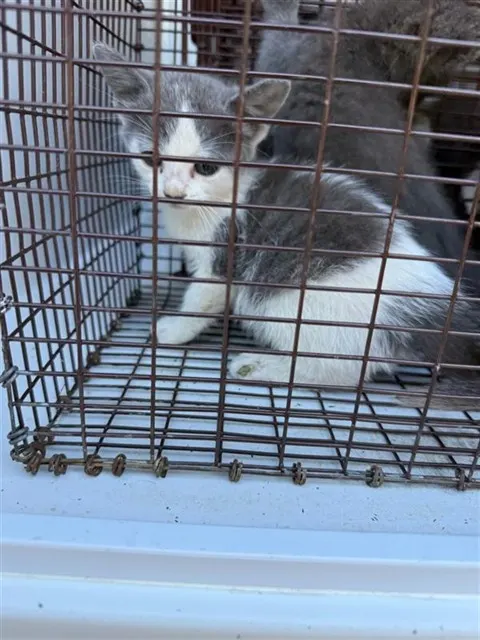Adoptable Cat