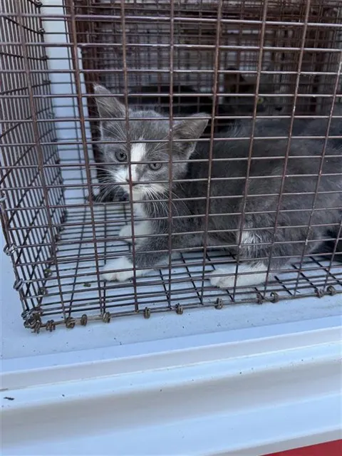 Adoptable Cat
