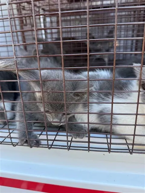 Adoptable Cat