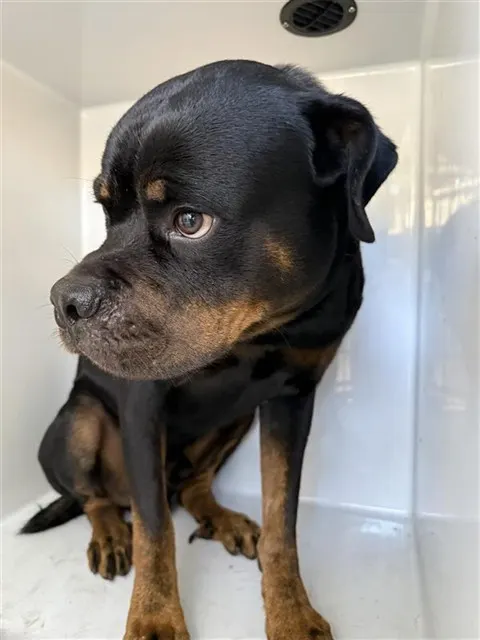 Adoptable Dog