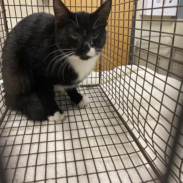 Adoptable Cat