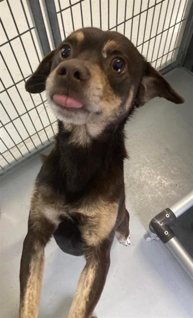 Adoptable Dog