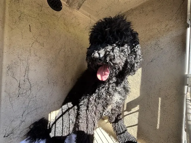 Adoptable Dog