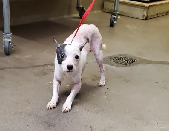 *Swirl