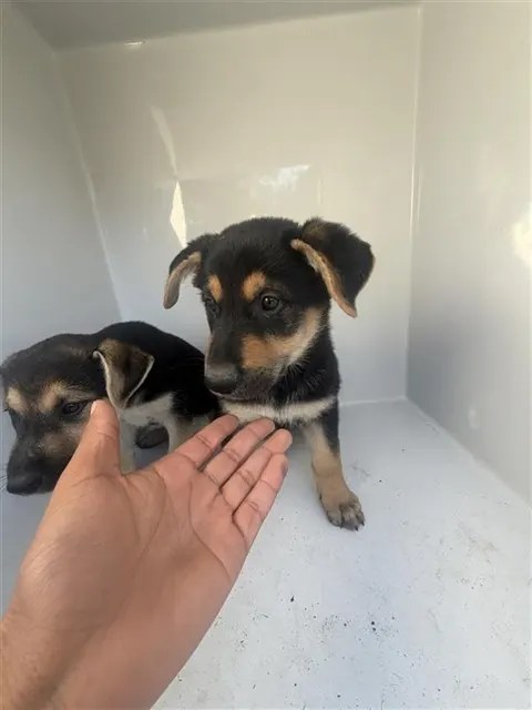 Adoptable Dog