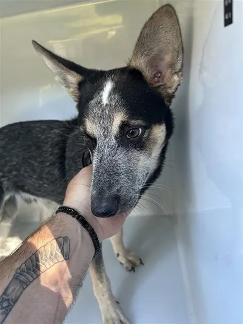 Adoptable Dog