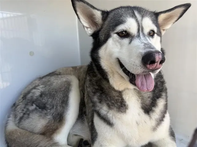 Adoptable Dog