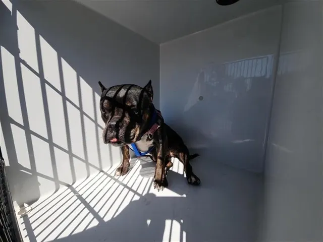Adoptable Dog