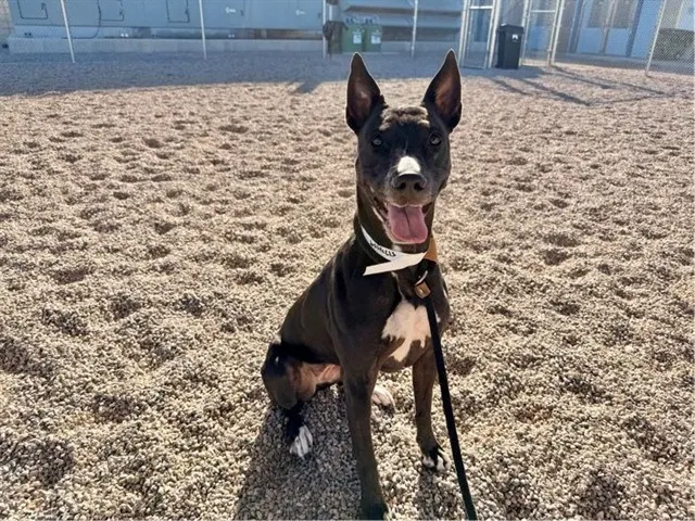 Kaia