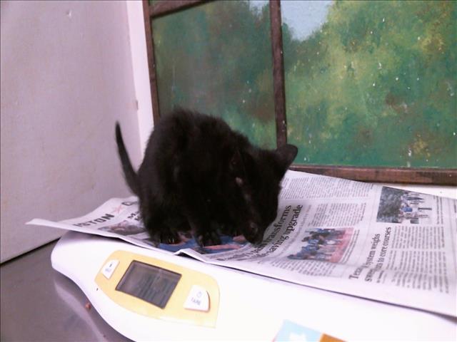 Adoptable Cat