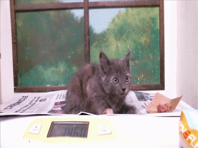 Adoptable Cat