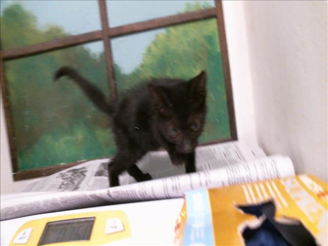 Adoptable Cat