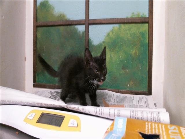 Adoptable Cat