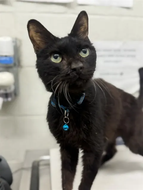Adoptable Cat