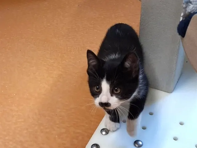 Archie