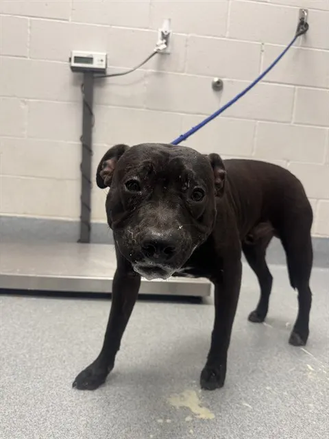 Tyson