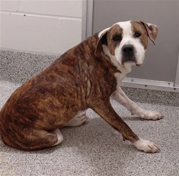 Adoptable Dog