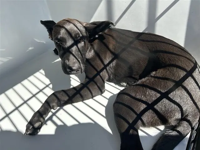 Adoptable Dog