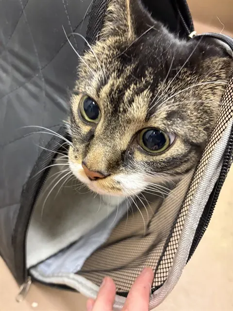 Mittens