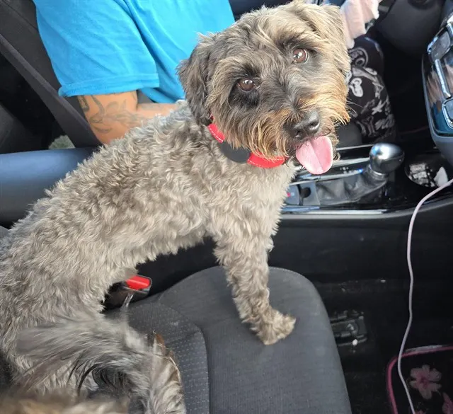 Adoptable Dog