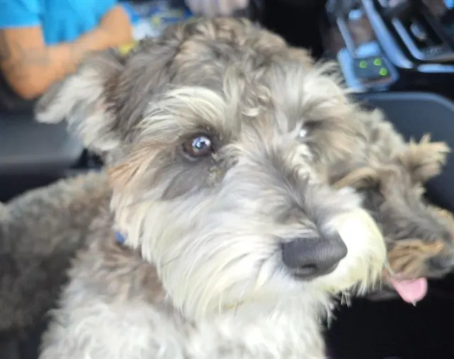Adoptable Dog