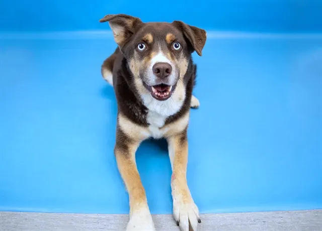 Tala