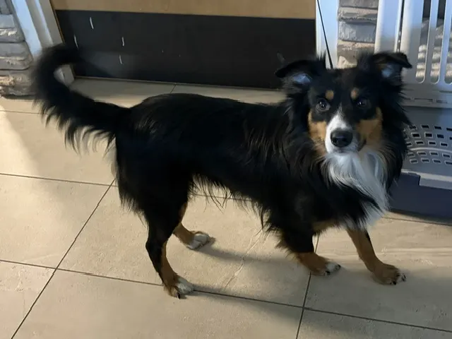 Koda