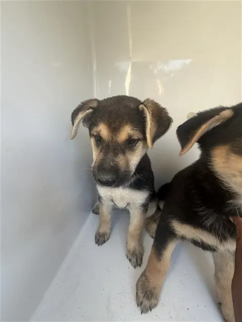 Adoptable Dog