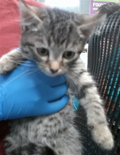 Adoptable Cat