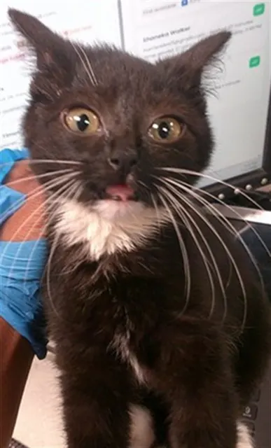 Adoptable Cat