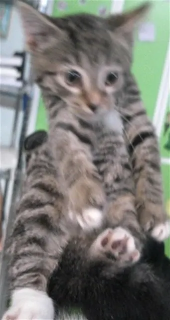 Adoptable Cat