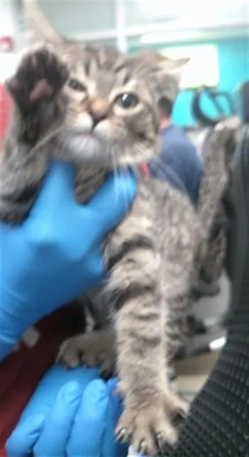 Adoptable Cat