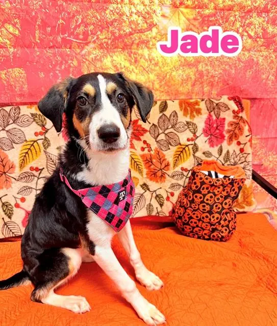 Jade