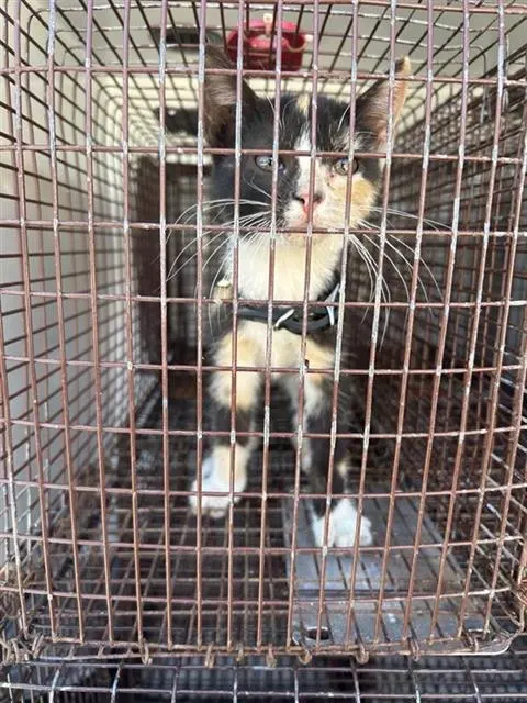 Adoptable Cat
