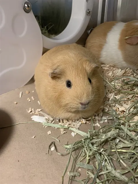 Luna