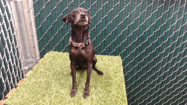 Adoptable Dog