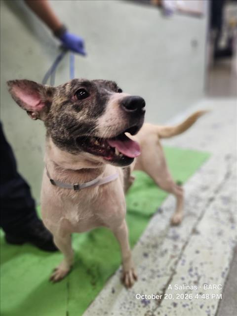 Adoptable Dog