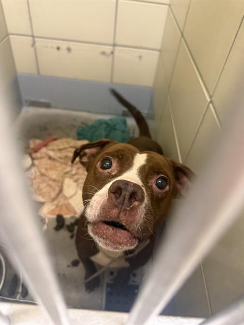 Adoptable Dog