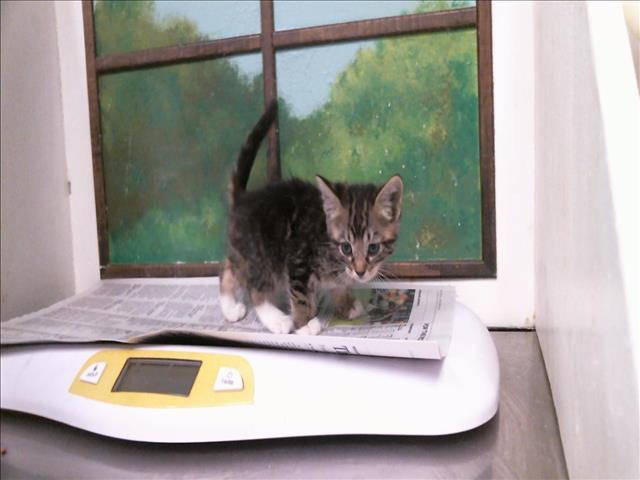Adoptable Cat