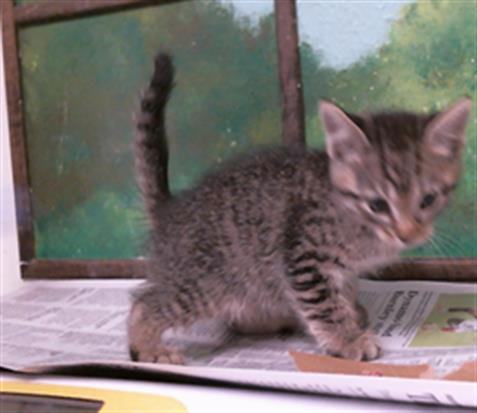 Adoptable Cat